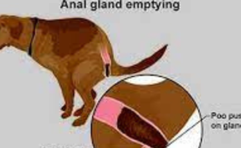 Anal Gland Issue